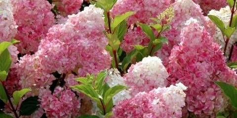 Hydrangea paniculata vanille fraise: obrezivanje, otpornost na mraz, u pejzažnom dizajnu